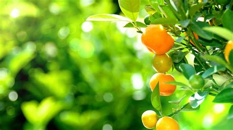 Citrus 2016 Fruit HD wallpaper | Pxfuel