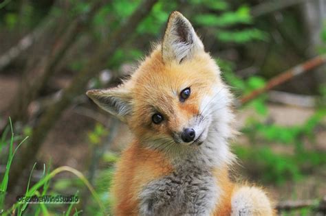 Cute Baby Animal Photo Red Fox Kit Print Nursery Babies Kids Bedroom Décor Fox Pup Nature Center ...