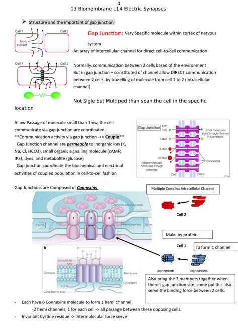 Electrical Synapse Diagram