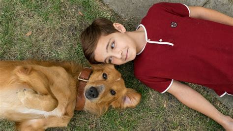 ‎A Dog's Purpose (2017) directed by Lasse Hallström • Reviews, film + cast • Letterboxd