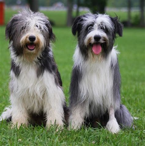 bearded collie mix - Google Search | Bearded collie, Collie, Scruffy dogs