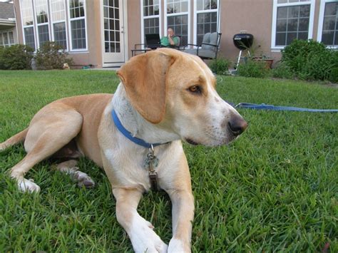 Jack / Walker coonhound - Lab mix | Treeing walker coonhound, Walker ...