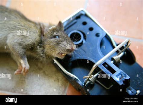 Dead rat hi-res stock photography and images - Alamy