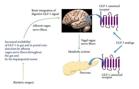 Differences on GLP-1 secretion and action between bariatric surgery and ...