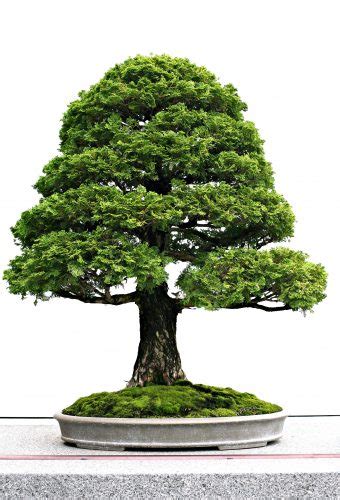 The 5 Basic Bonsai Tree Shaping Styles