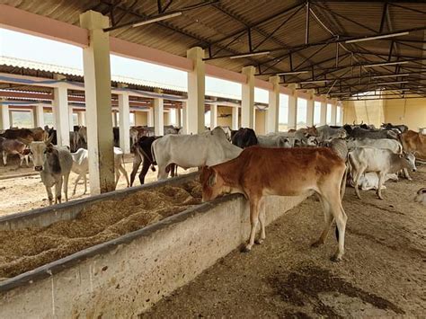 Ground Report: This Gaushala In Unnao Is Using Cow Dung To Make Eco ...