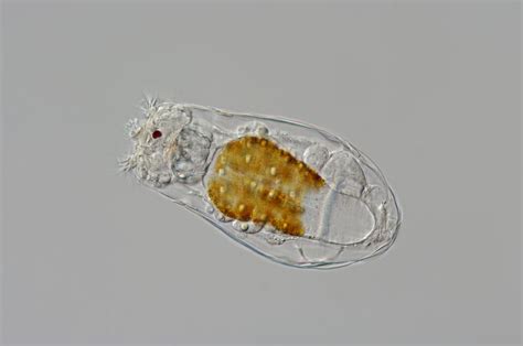 144/150: Rotifers – a phylum on their own – BIObus