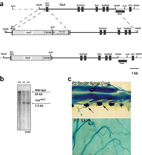 Mice engineered to express tau-lacZ (lacZ) fusion protein from the TrkA ...