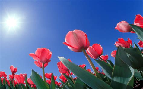 Full HD Flowers Wallpapers - Wallpaper Cave