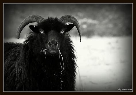 ~Hebridean Sheep~ | This is one of the Hebridean Sheep at At… | Flickr