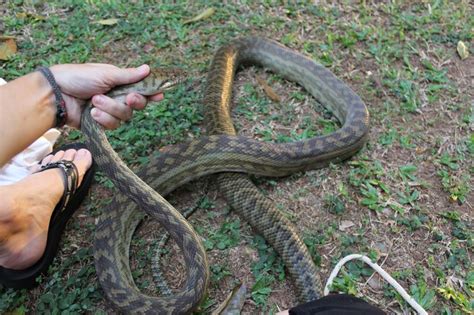 8ft Scrub Python (7th August 2015) | Old photo, Snake, 8ft