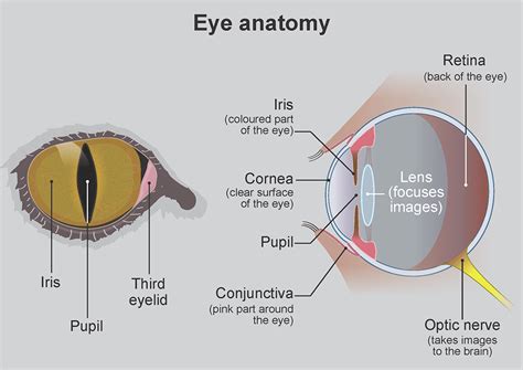 Dog Eye Anatomy Diagram