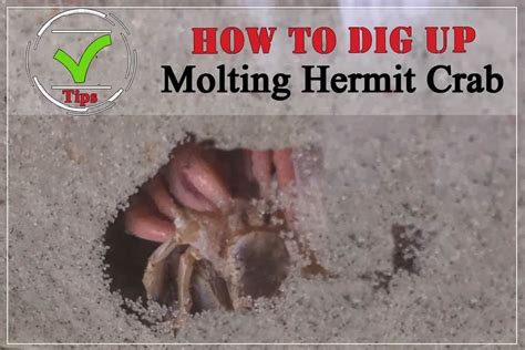 How to Dig up Molting Hermit Crab the Right Way - Shrimp and Snail Breeder