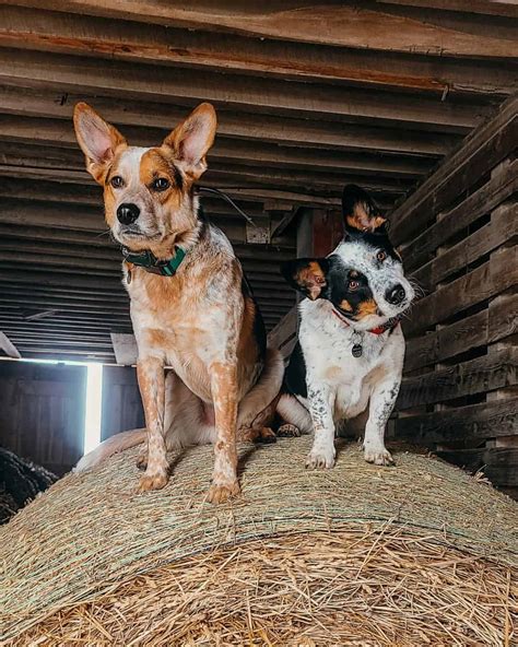 The Blue Heeler Corgi Mix: Everything You Need To Know