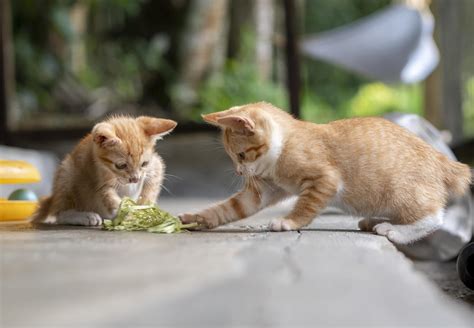 Entwicklung beim Katzenwelpen - VIER PFOTEN - Stiftung für Tierschutz ...