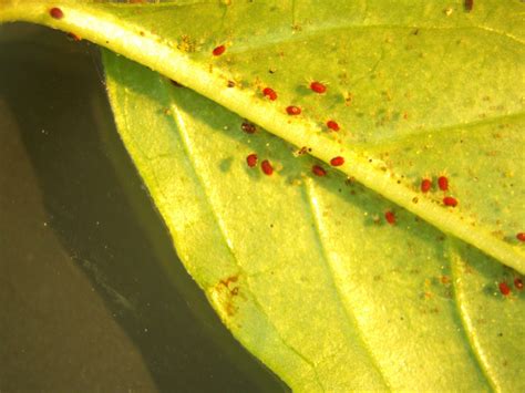 Red Spider Mites On Plants