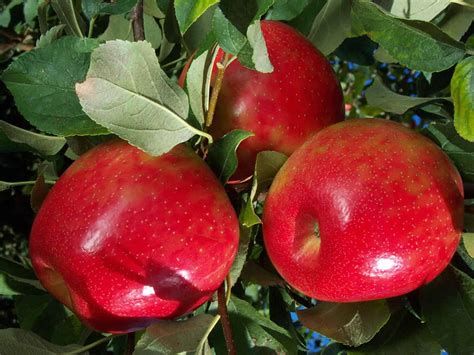 Apple, Honeycrisp - Gulley Greenhouse