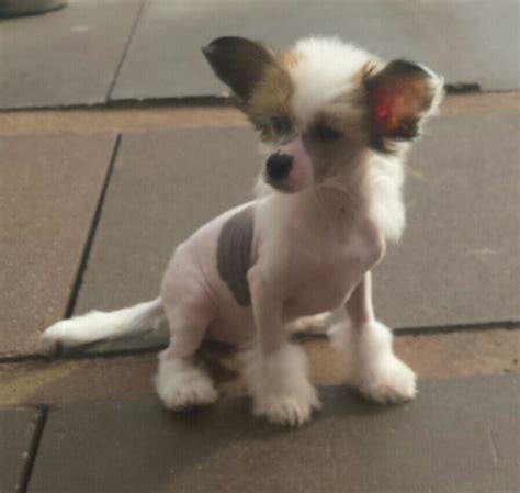 Chinese Crested Dog Info, Temperament, Puppies, Pictures