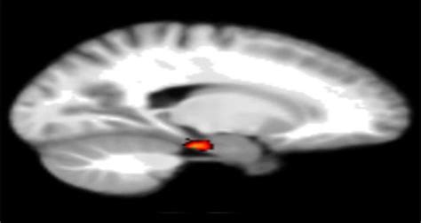 Study Helps Explain Why Some People Are Better Navigators - Neuroscience News