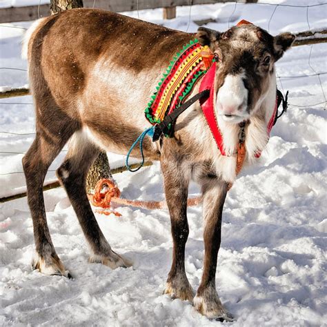 Reindeer in Farm at Winter Finnish Lapland Stock Image - Image of forest, frost: 93465155