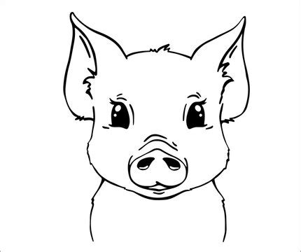 Cute Pig Face Drawing