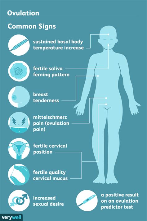 8 Signs of Ovulation That Help Detect Your Most Fertile Time Ovulation ...