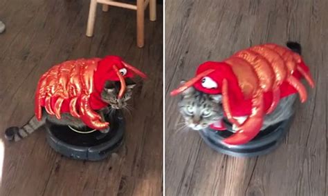 Canadian cat rides Roomba wearing lobster costume | Daily Mail Online