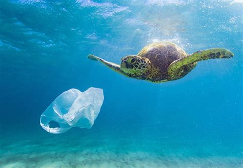 Five solutions to ocean plastic pollution - Recycle Track Systems