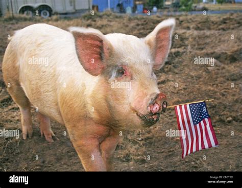 A large American yorkshire pig Stock Photo - Alamy