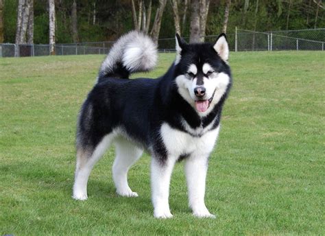 Malamut Alaska : Alaskan Malamutes Alaska Dog Kittens And Puppies ...