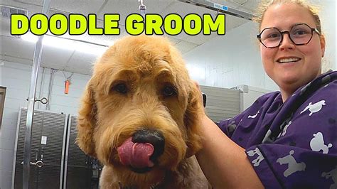 Goldendoodle Grooming - YouTube