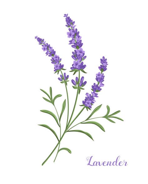 Top 60 French Lavender Clip Art, Vector Graphics and Illustrations - iStock