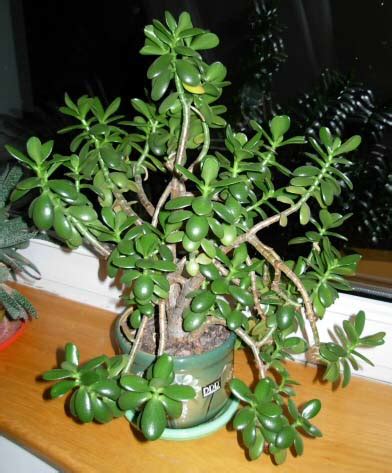 Cheap Money Plant For Sale | Variegated Green Plants