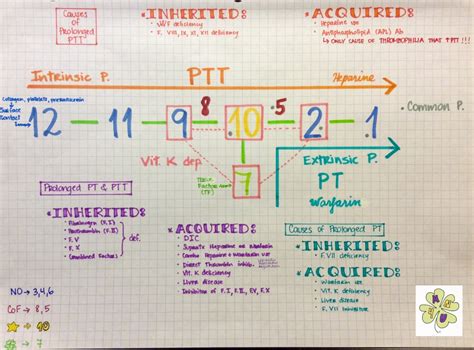 My Notes for USMLE