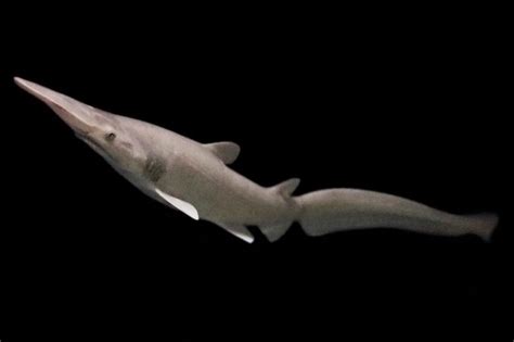 Goblin shark | Chondrichthyes Wiki | Fandom