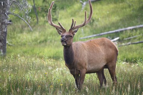 Elk, Yellowstone National Park | Elk, Yellowstone national park ...