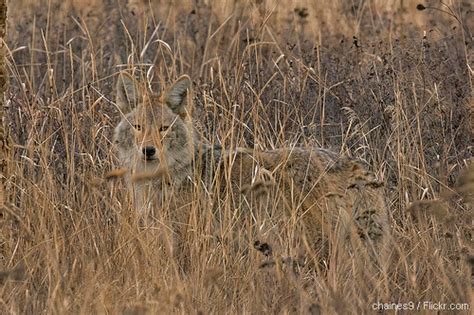 Photo of the Day: Camouflaged Coyote • The National Wildlife Federation Blog