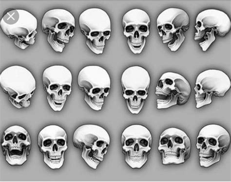 Skull angles | Skull reference, Skulls drawing, Skull art