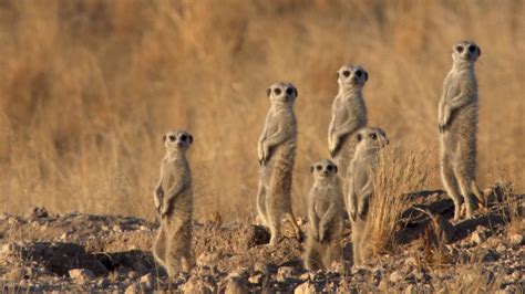 Struggles of Jackals & Meerkats in Namibia | Britannica