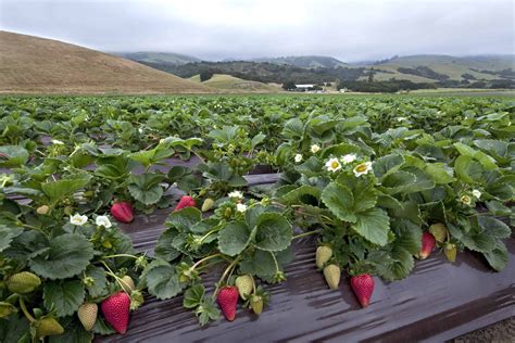 Northern CA strawberry field. | Strawberry fields, Strawberry garden, Strawberry farm