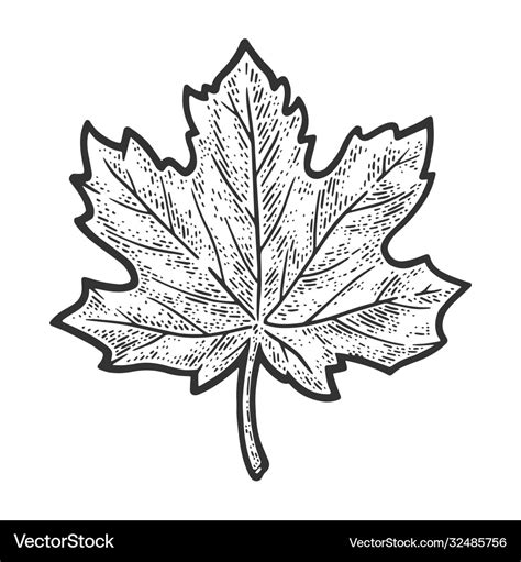 Maple leaf sketch Royalty Free Vector Image - VectorStock