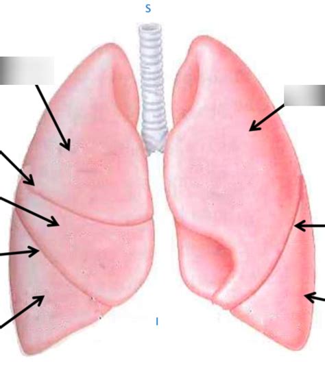 Diagram of Lobes and Fissures of the lungs | Quizlet