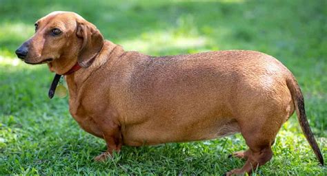 Fat Dachshund: Is Your Dog Putting on Weight and How You Decrease It?