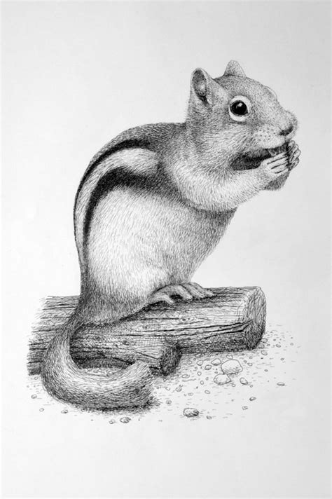 Easy Pencil Drawing Ideas Animals | Images and Photos finder