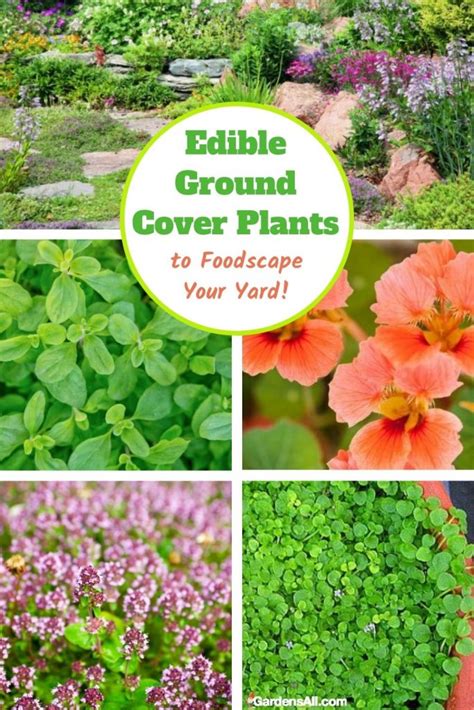 Edible Ground Cover Plants for Food, Function and Beauty - GardensAll