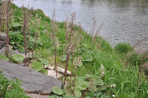 River Bank with Plants, Flowers, Stones and Green Grass. Stock Photo - Image of environment ...