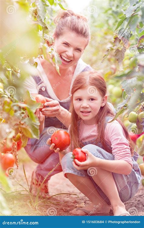 Portrait of Smiling Mother and Daughter Harvesting Organic Tomatoes Stock Photo - Image of ...