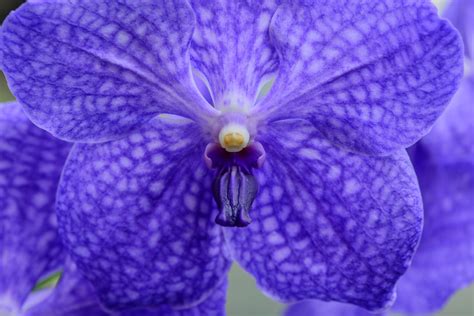 Vanda Orchids: Beginner's Care Guide (with Pictures) - Brilliant Orchids