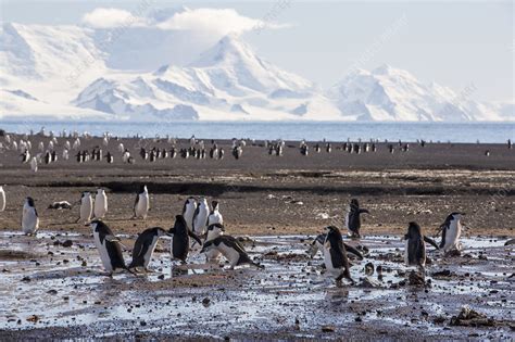 Chinstrap penguin breeding colony - Stock Image - C050/6196 - Science Photo Library