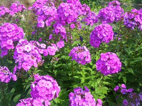 Phlox paniculata